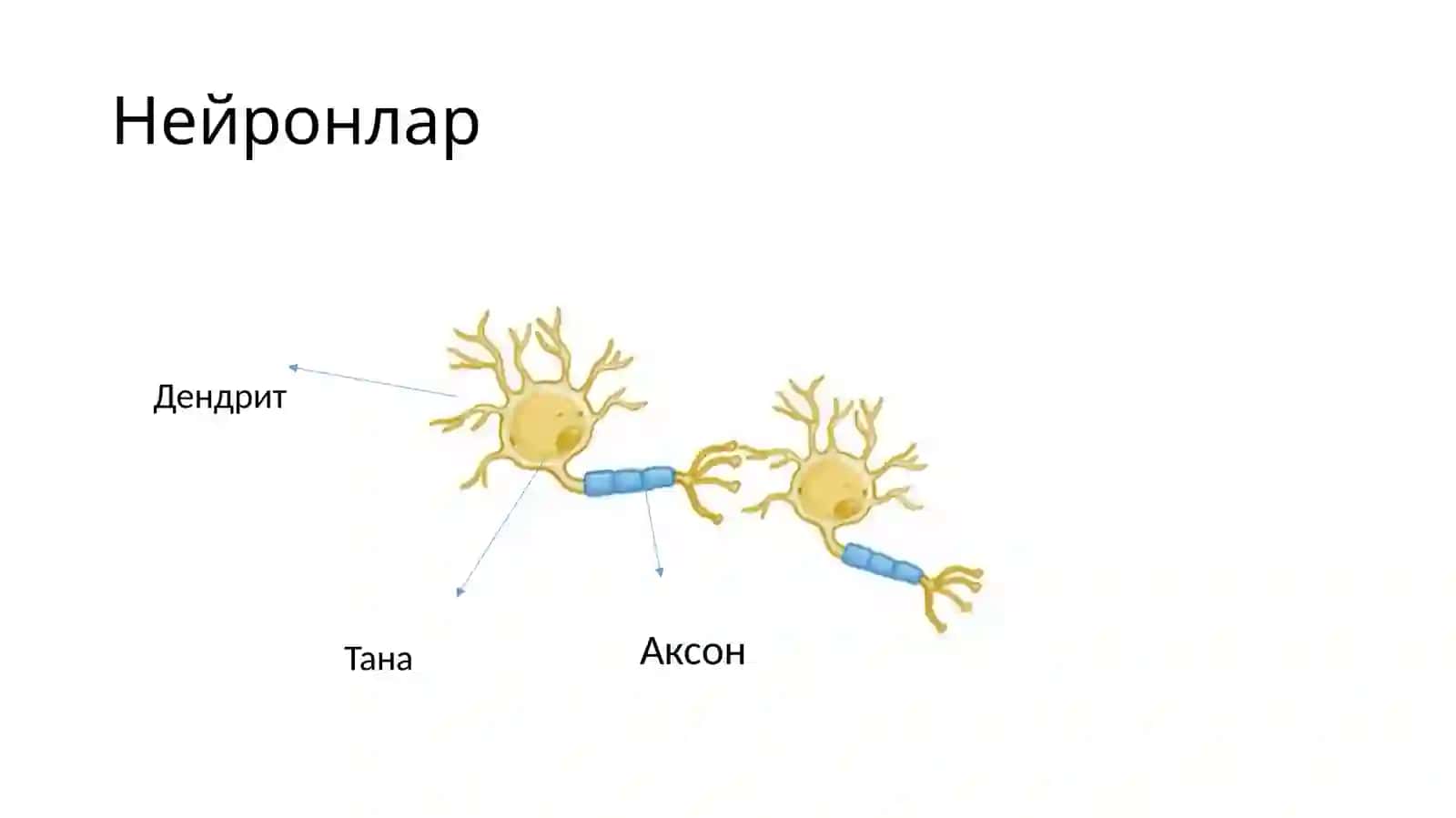 Нерв система 3