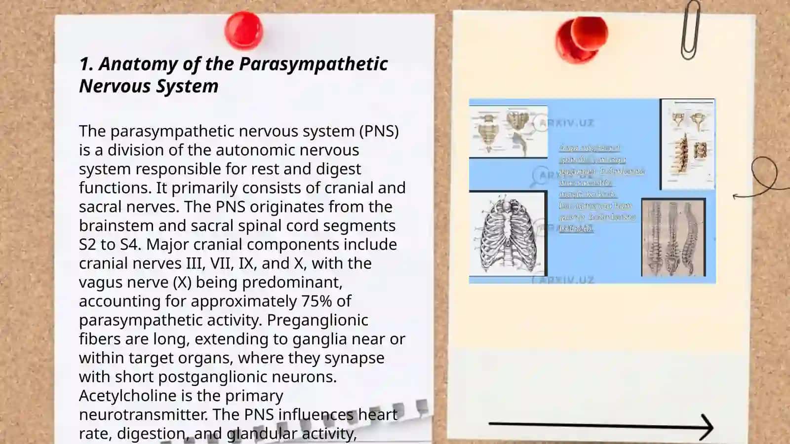 Vegitativ nerv tizimi parasimpatik 3