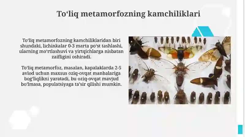 Toʻliq metamorfozning bosqichlari 3