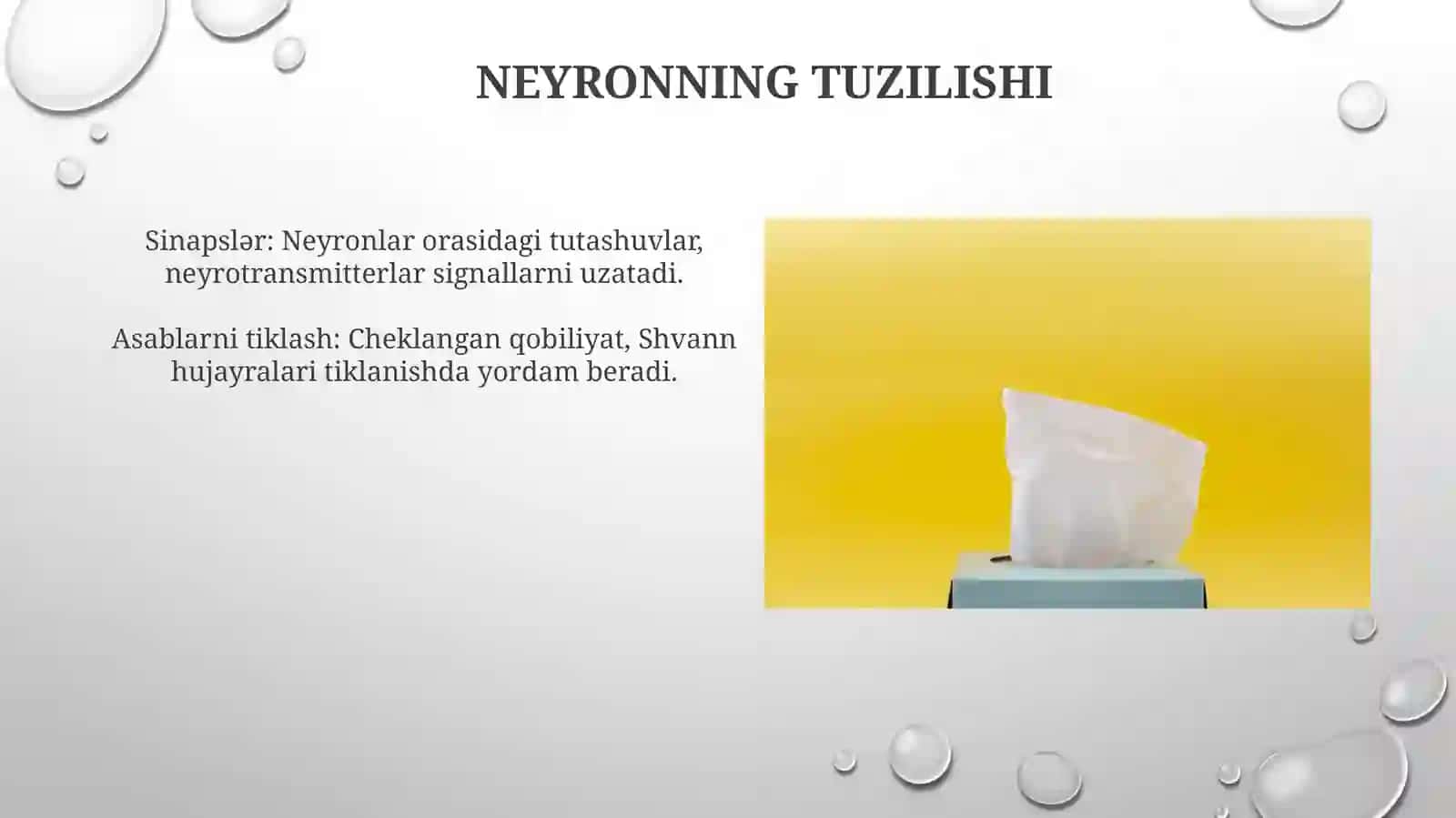 Nervto'qima-regeneratsiyasi,nervuchlari-sinapslar,neyromediatorlar 3