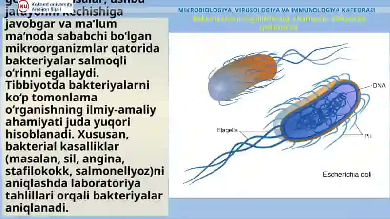 Ma’ruza: Bakteriya hujayrasining tuzilishi va kimyoviy tarkibi, o‘lchamlari 3