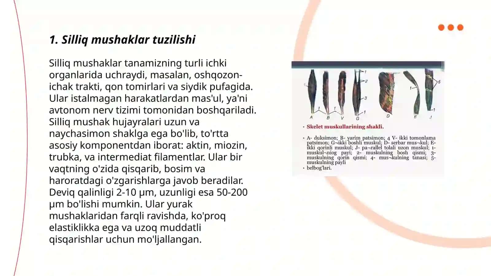 Silliq va targʻil fiziologik farqlari 3