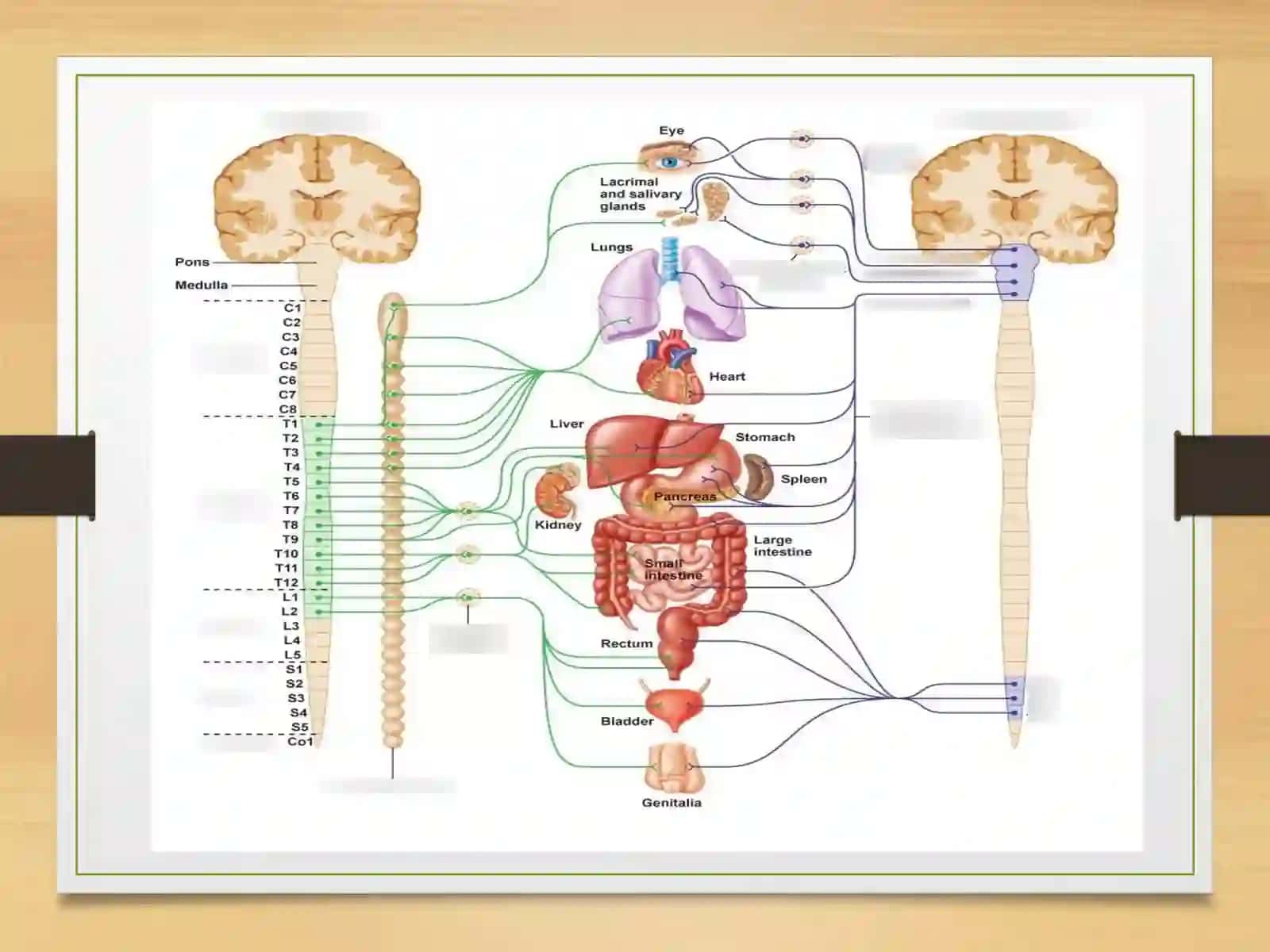 Orqamiyafiziologiyasi 3