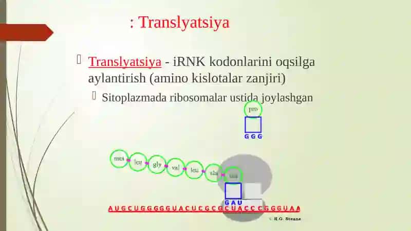oqsil biosintezi va uning boshqarilishi 3