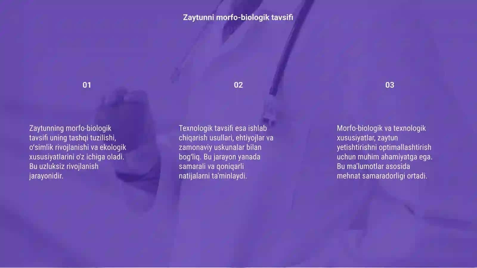 Zaytunni morfo- biologik va texnologik tavsifi 3