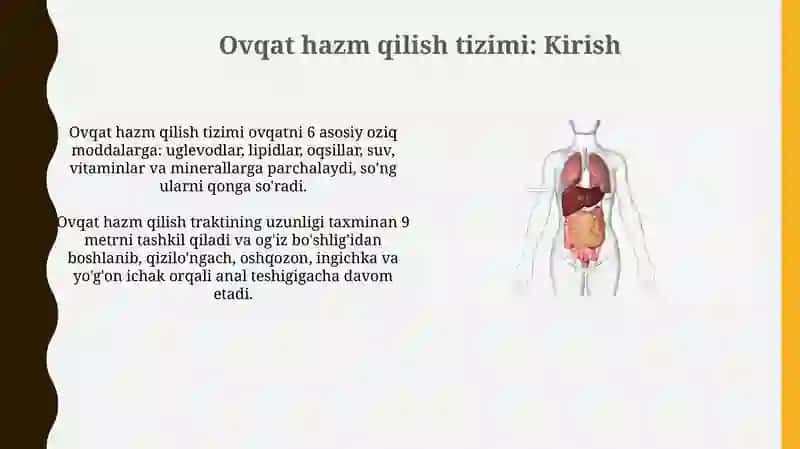 Ovqat hazm qilish tizimi 3