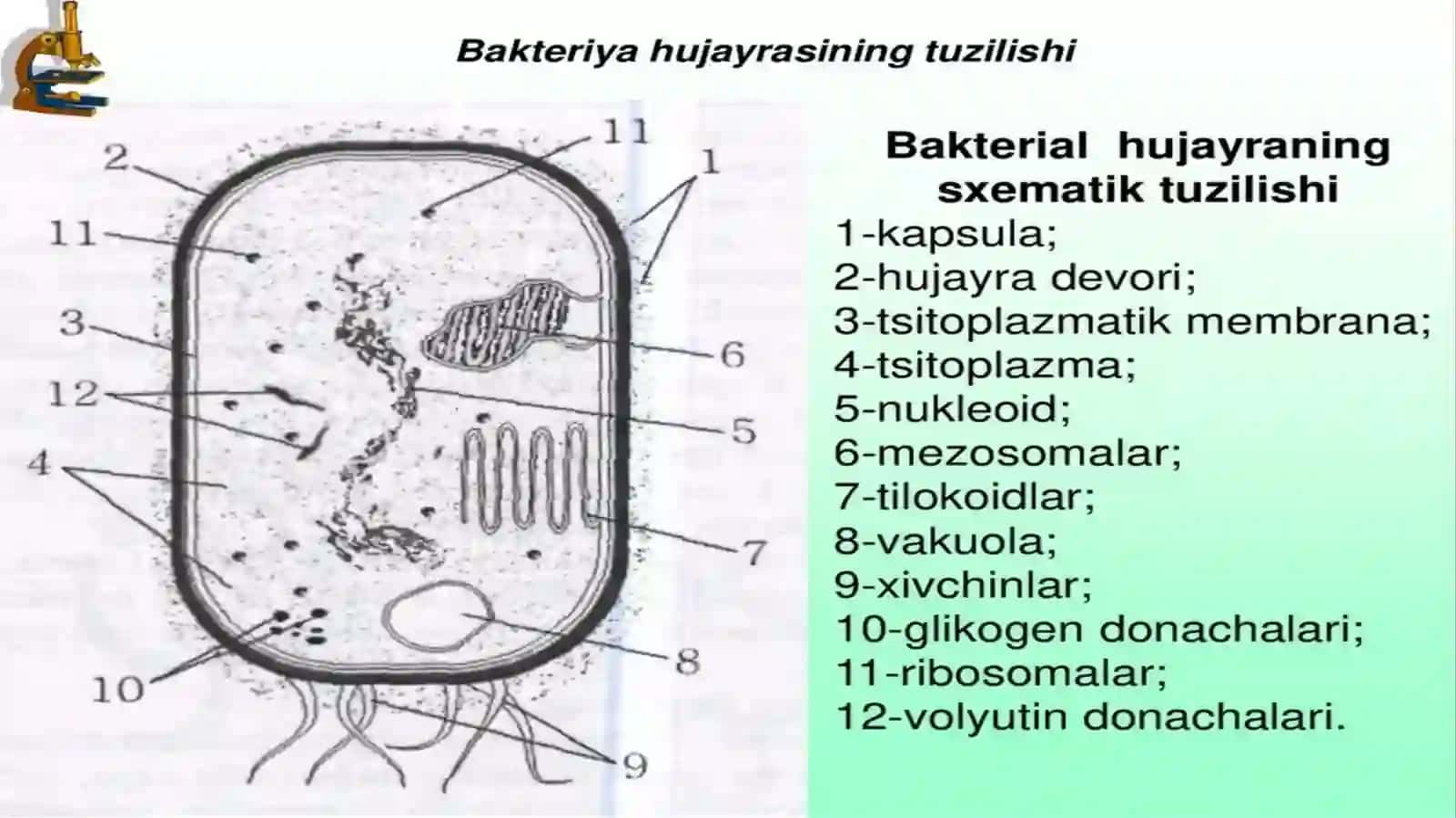Bakteriyalar strukturasi tuzilishi, Speroxetalar, rekketsiyalar, xlomidiyalar, aktinometsitlar, zamburugʻlar va sodda jonivorlarning morfologiyasining oʻzigaxosligi 3