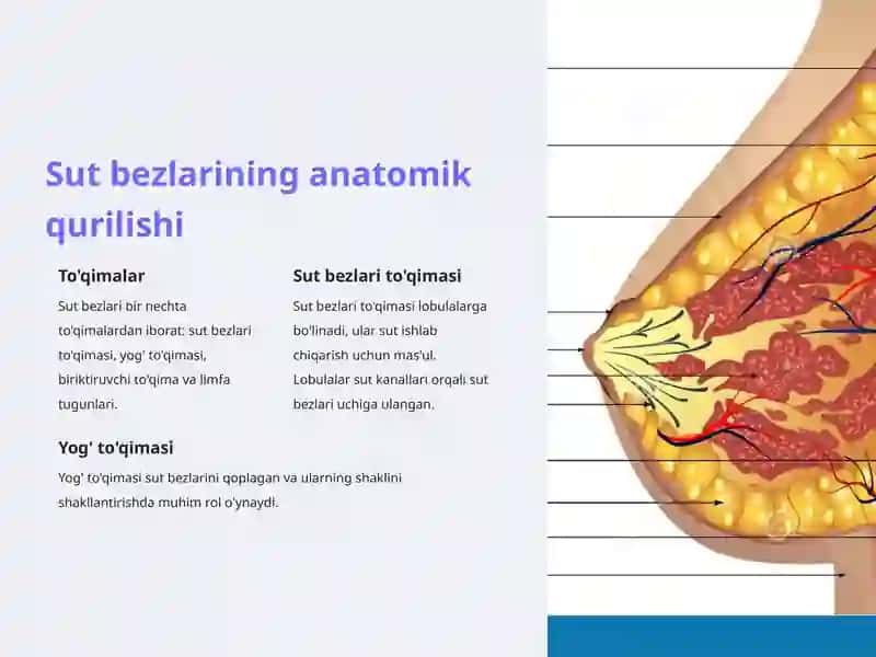 Sut bezlari faoliyatuvining boshqarilishi, sut bezining yoshga qarab o’zgarishi 3