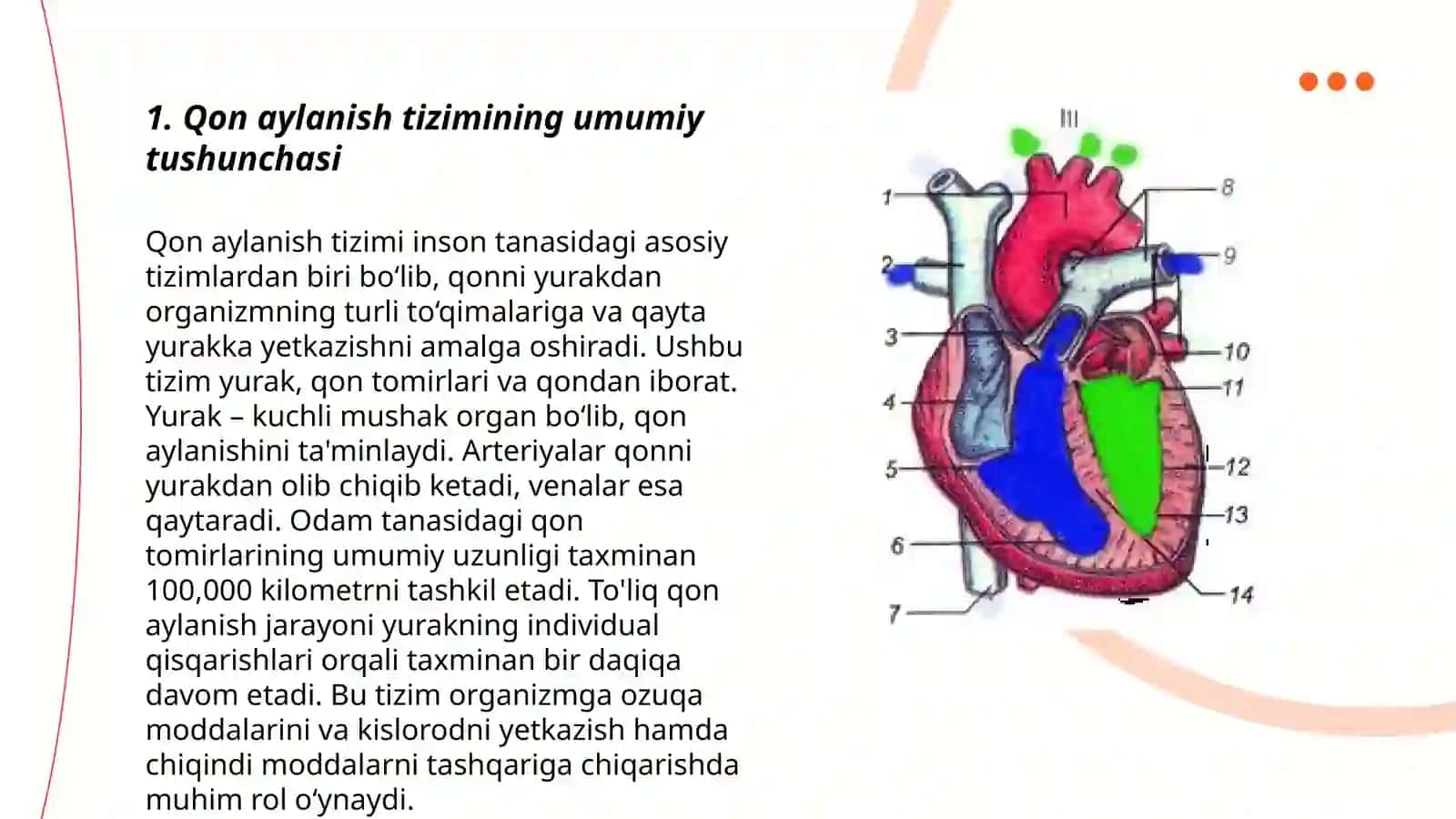 Qon aylanish sistemasi 3