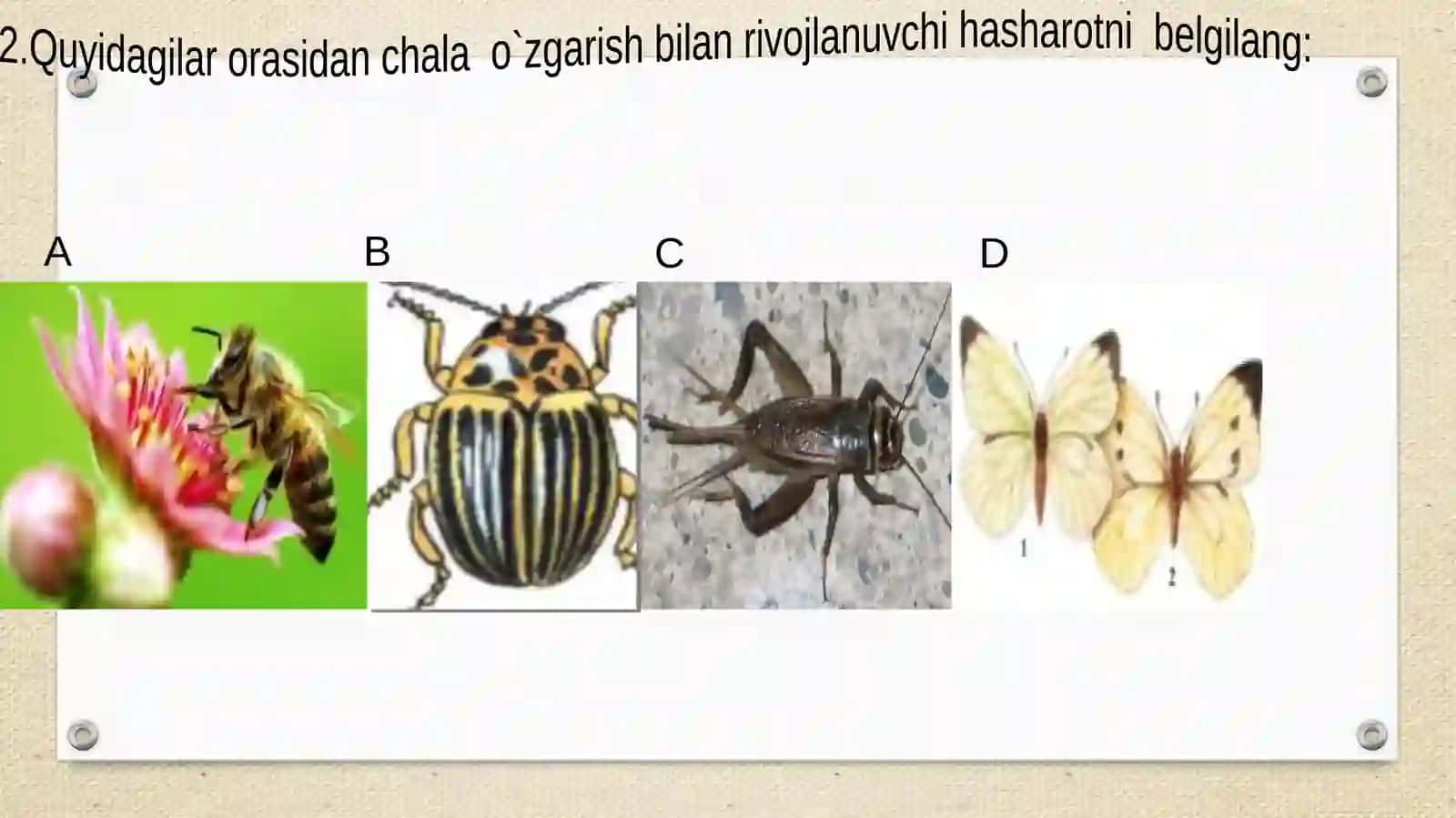 PARDAQANOTLILAR TURKUMI 3