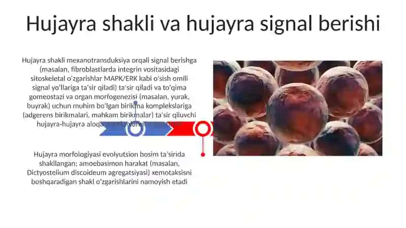 Hujayra shakllari va evolyutsiyasi 3