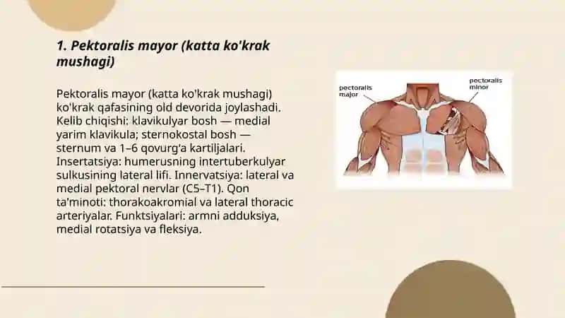 Pektoralis mayor (katta ko'krak mushagi) 3