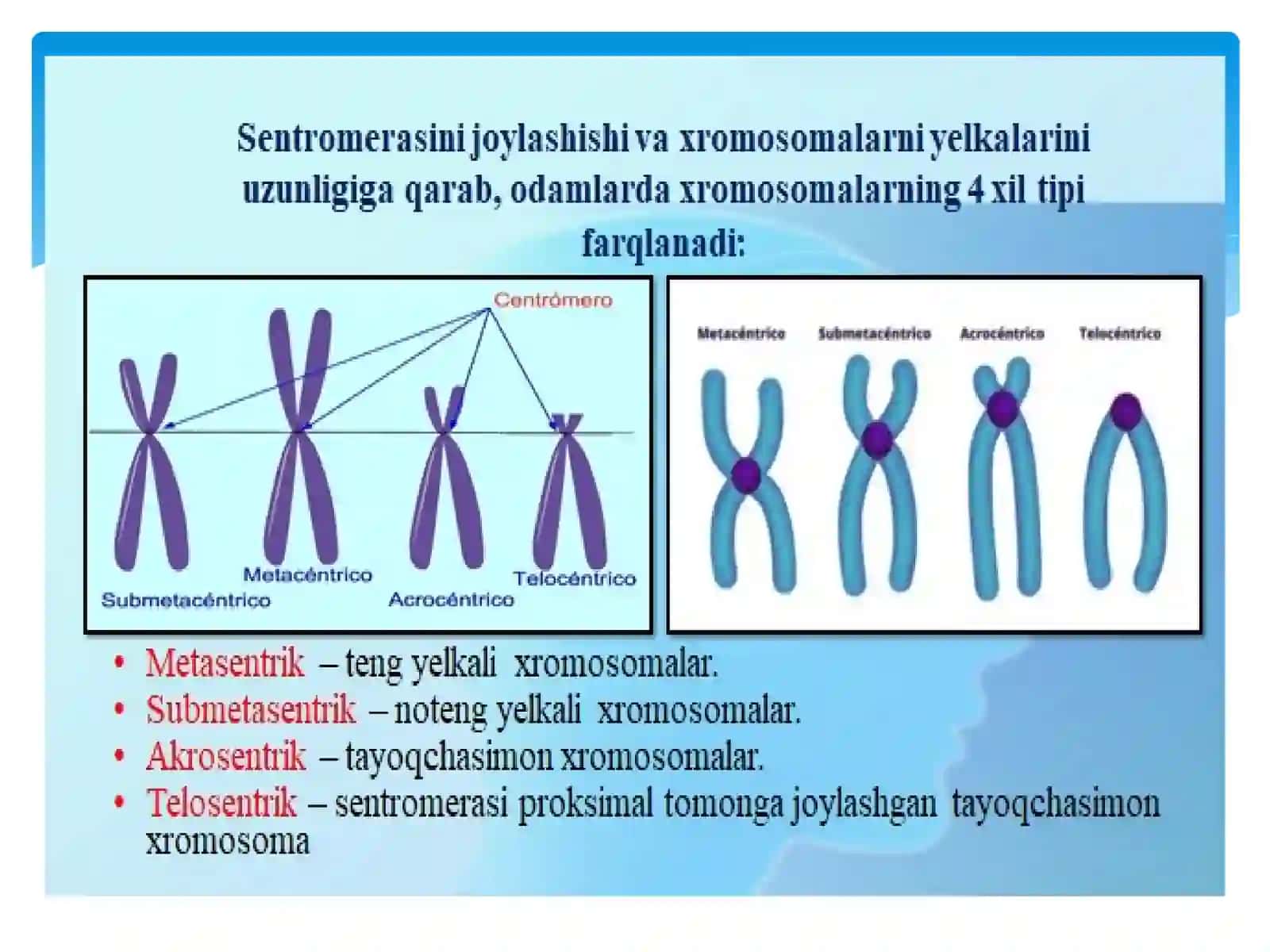 Sitogenetik va populyatsion statistik usul 3