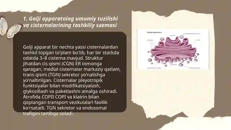Sitoplazma organoidlari golji apparati va lizosomaning tuzilishi 3