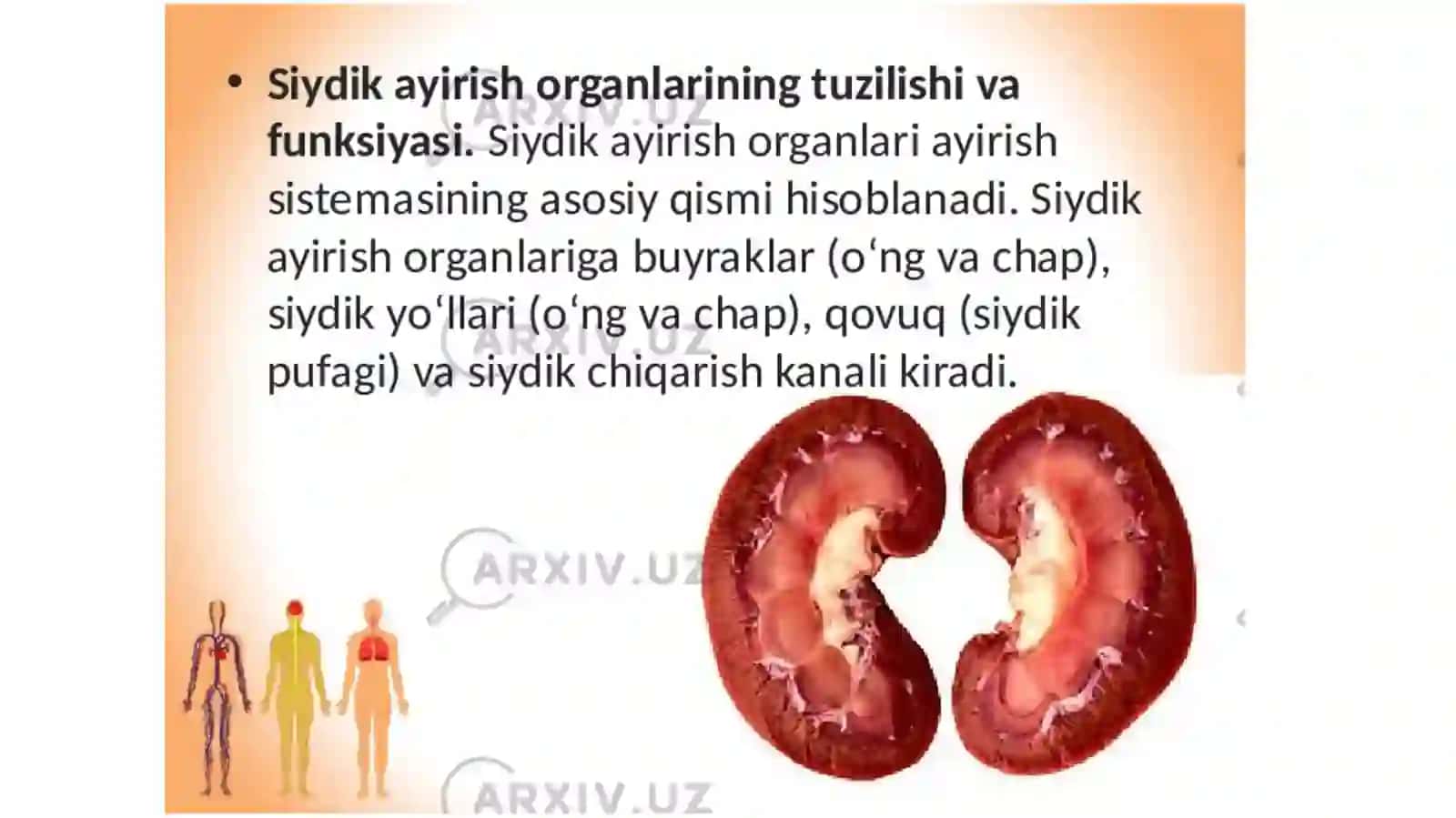 Ayirish tizimiga kiruvchi azolarning tuzilishi, fiziologiyasi 3