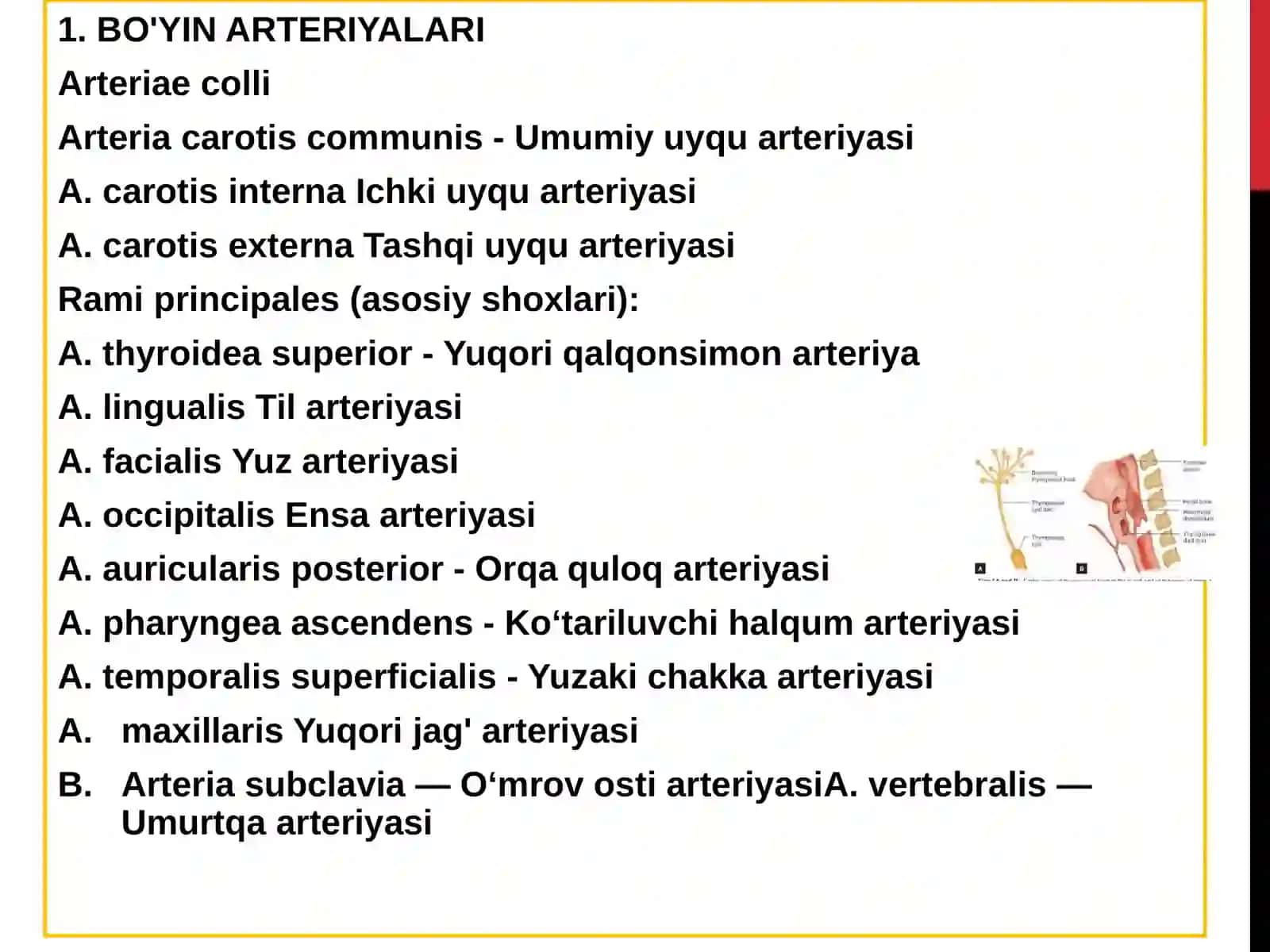 Operativ xirurgiya va topografik anatomiyasi 3