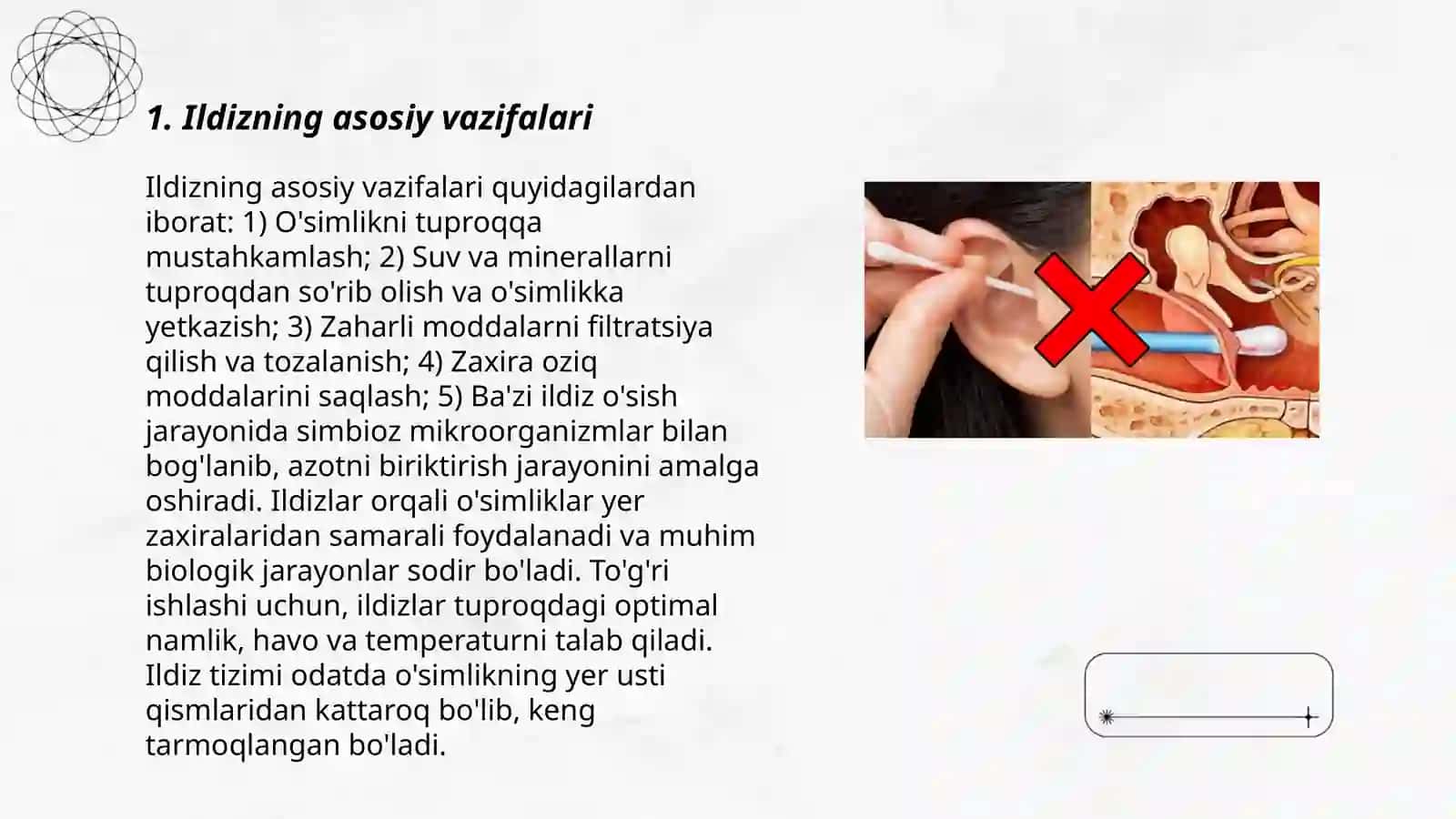 Ildizning tuzulishi va turlari 3
