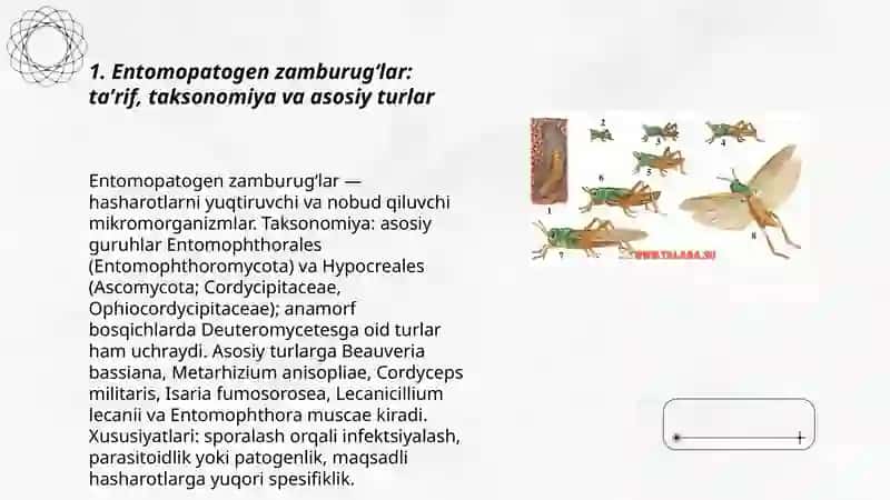 Entomopatogen zamburugʻlar: taʼrif, taksonomiya va asosiy turlar 3