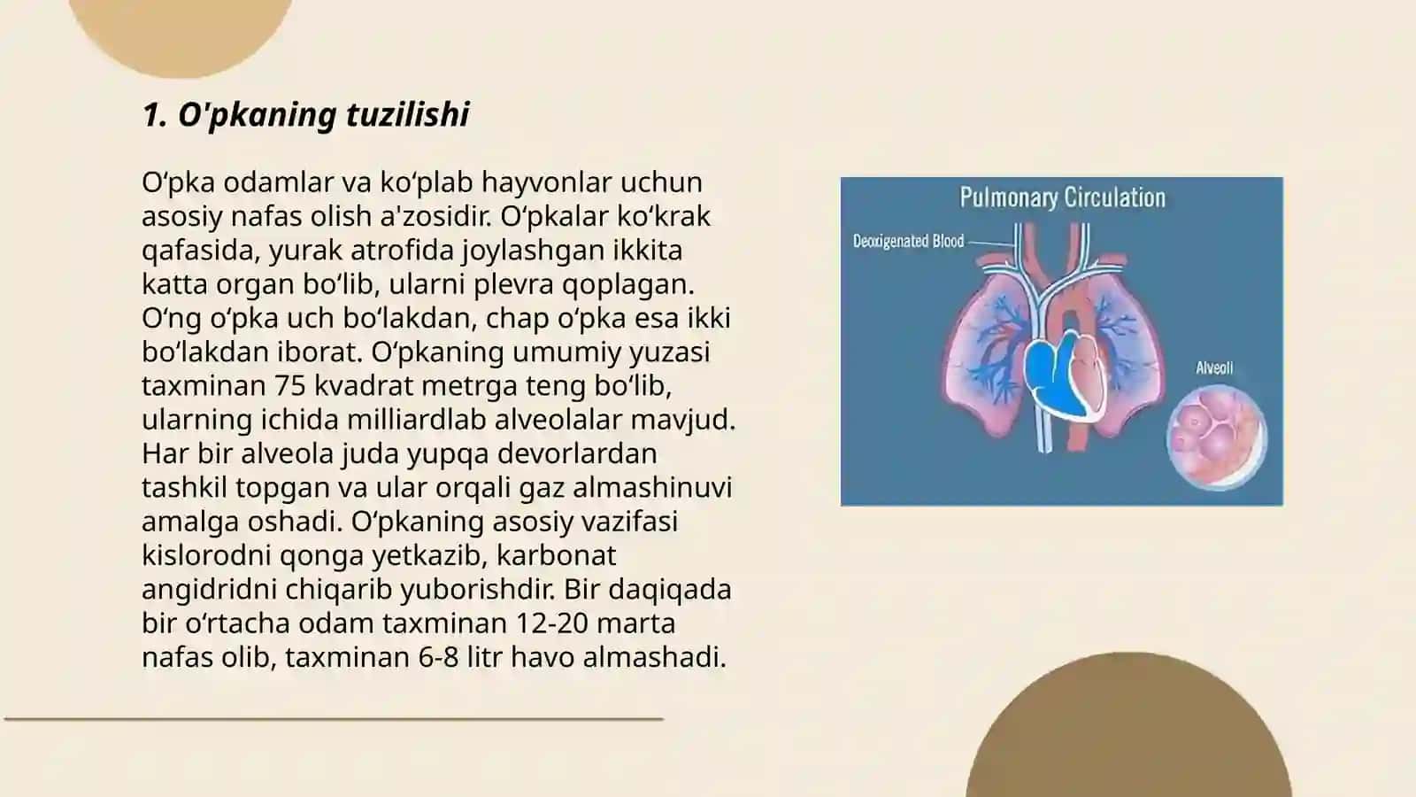 O'pka anatomiyasi va gistologiyasi 3