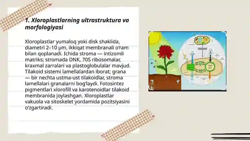 Fotosintezning sitologik asoslari 3
