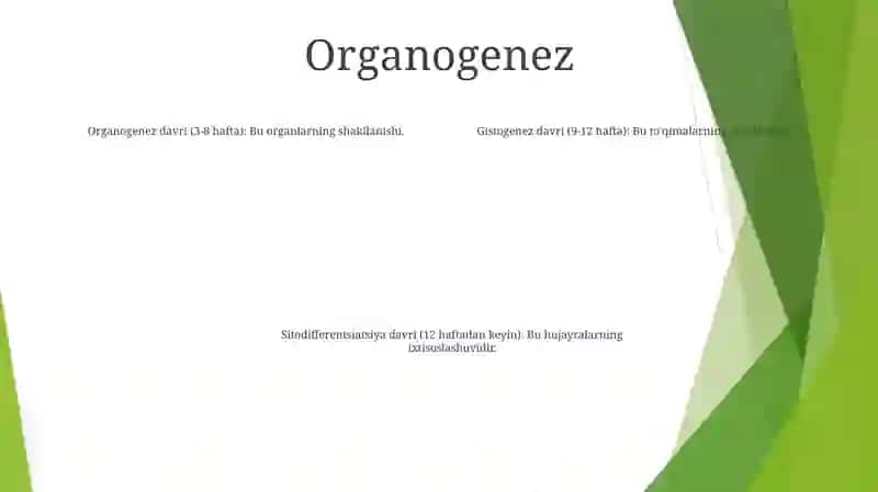 Odаm Embriogenezining Qaltis Davrlari 3