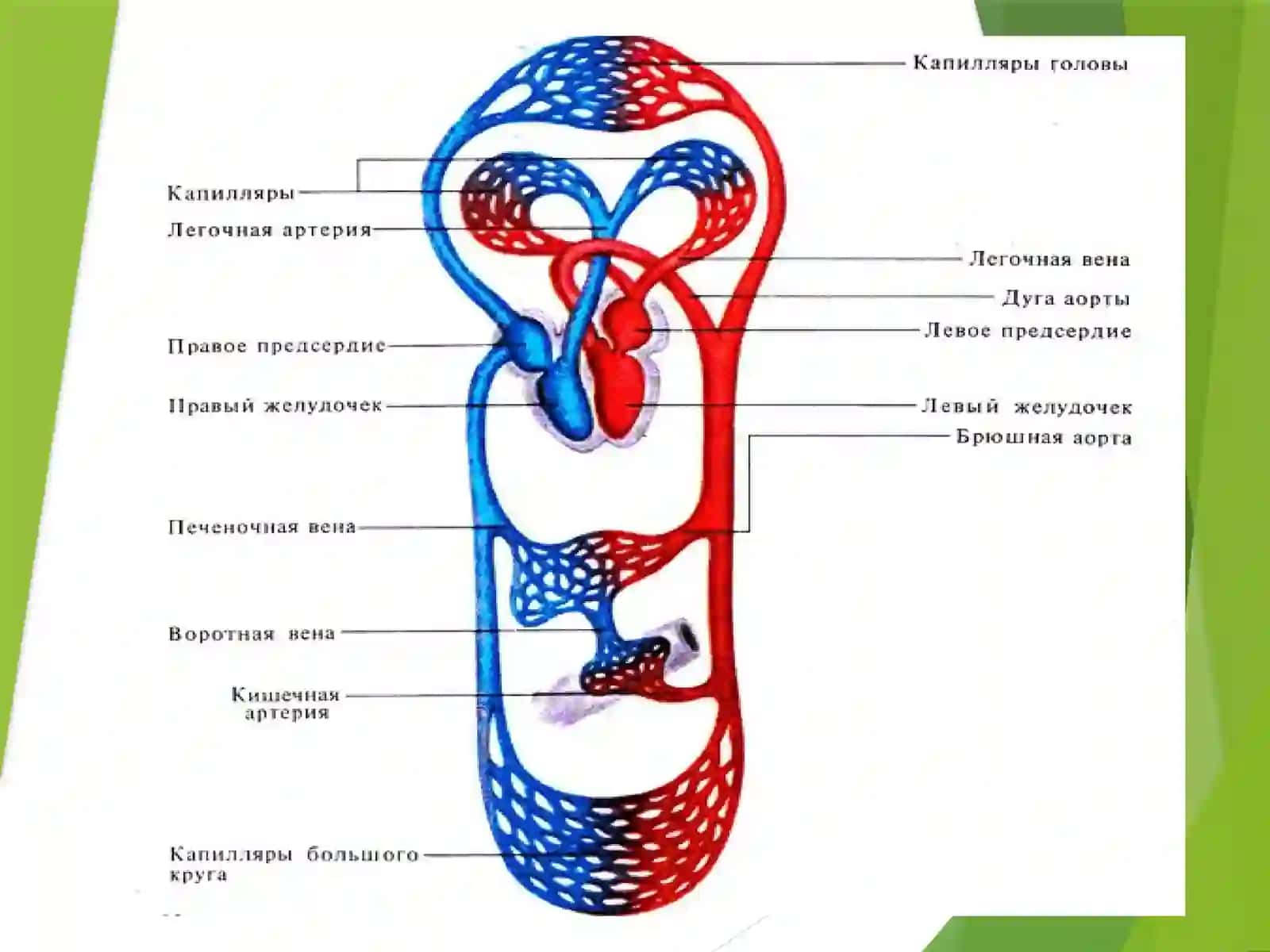 Yurak gemodinamik funksiyasi. Yurak faoliyatining tekshirish usullari. Yurak faoliyatining boshqarilishi 3
