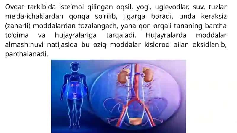 Buyraklarda siydik hosil bo`lishi va yosh xususiyatlari 3