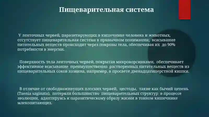 Морфология и физиология ленточных червей 3