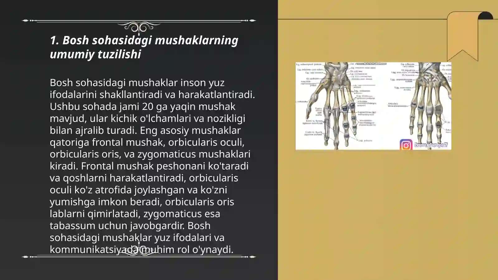 Bosh sohasidagi mushaklarning umumiy tuzilishi 3