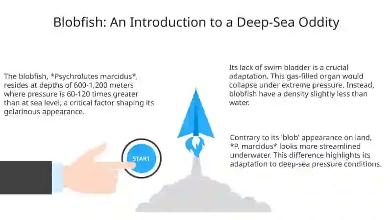 Blobfish: An Introduction to a Deep-Sea Oddity 3