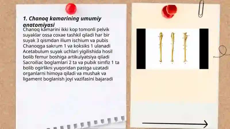 Chanoq kamari va oyoq erkin suyagi 3