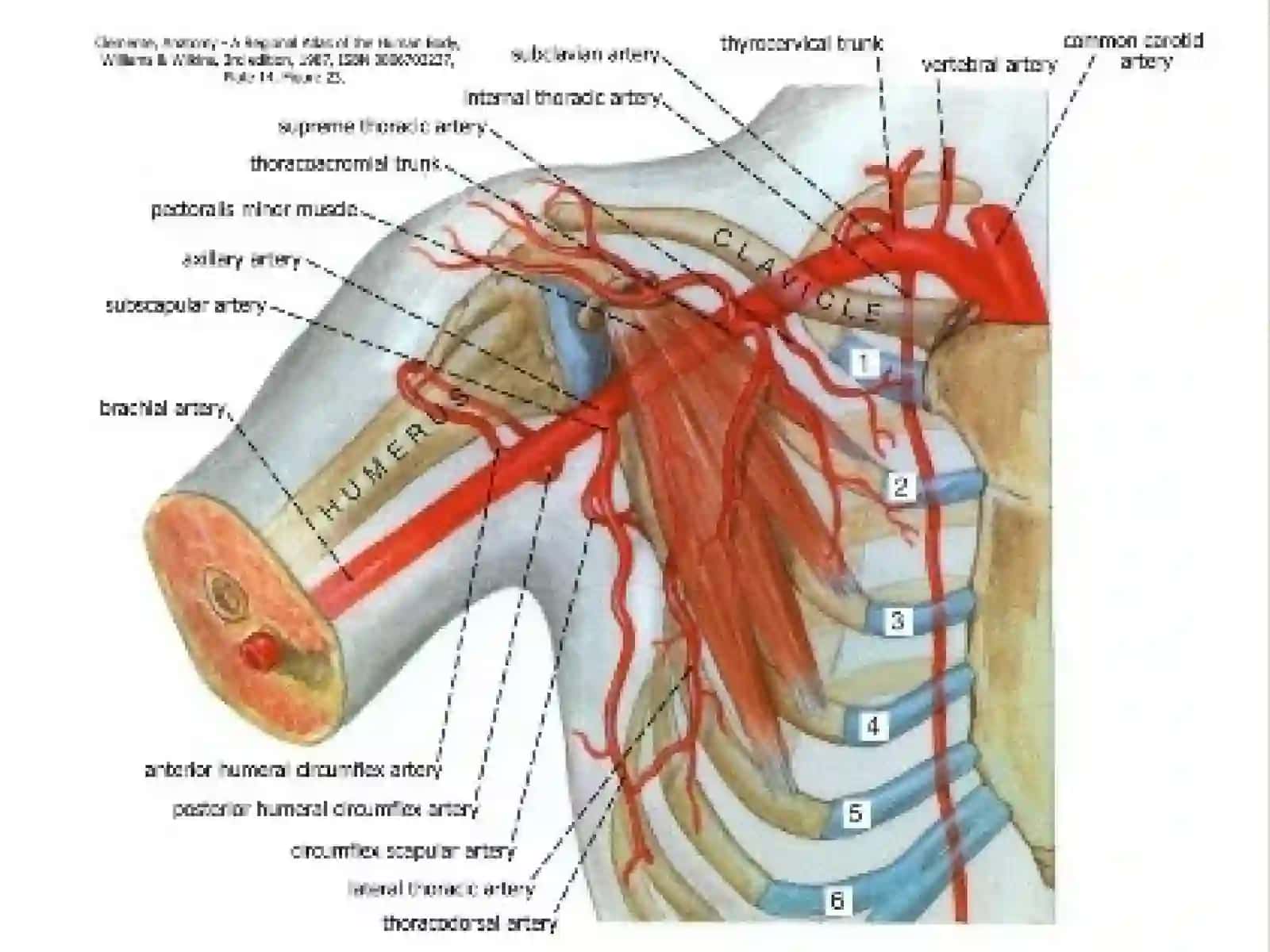 O`mrovosti arteriyasi,A.Axillaris Yelka,bilak,tirsak va qo`l panja arteriyalari 3