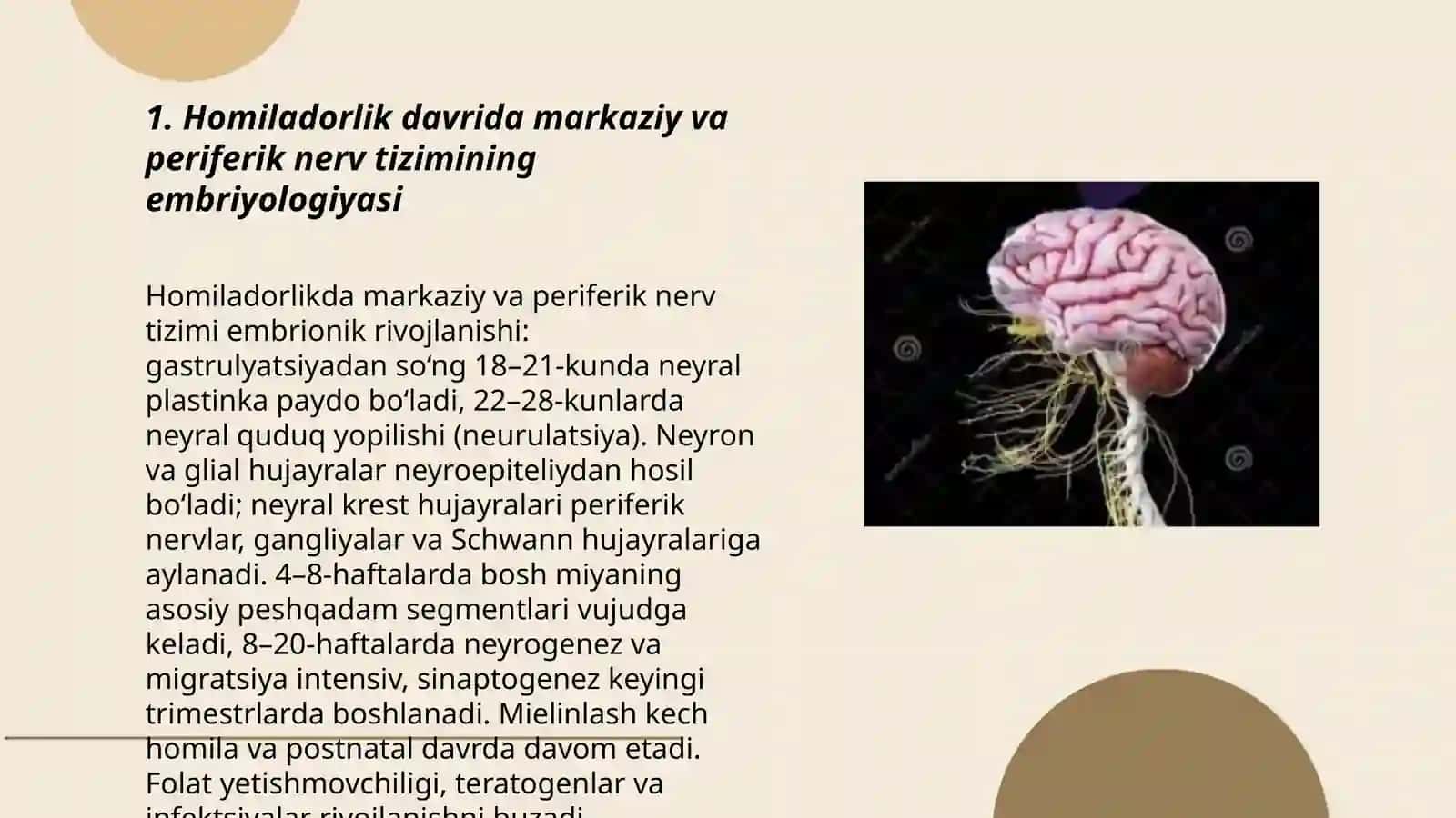 Nerv tizimining yoshga oid fiziologiyasi va gigiyenasi 3