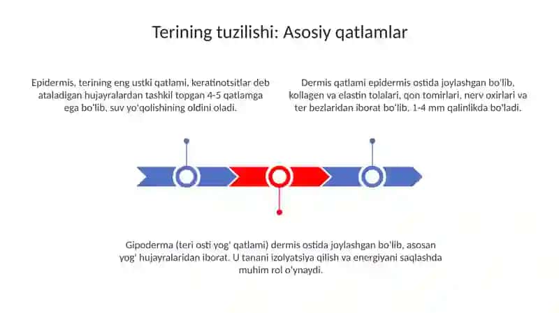 Terining tuzilishi va himoya vazifalari 3
