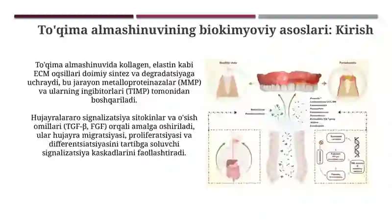 Tishlar almashinuvining biokimyoviy asoslari 3