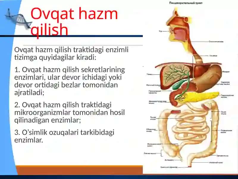 Ovqat hazm qilish organlarining tuzilishi va vazifasi 3
