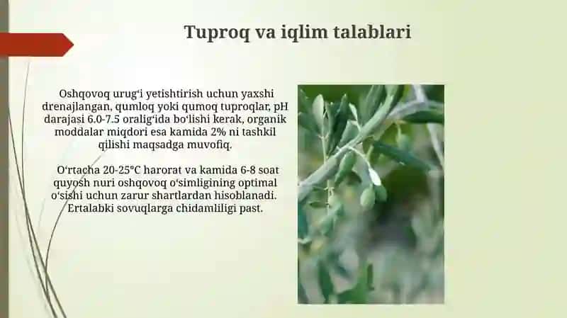 Oshqovoq Urugʻini Yetishtirish Usullari 3