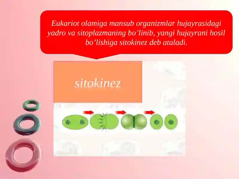 Sitokinez, mitoz va meyoz 3