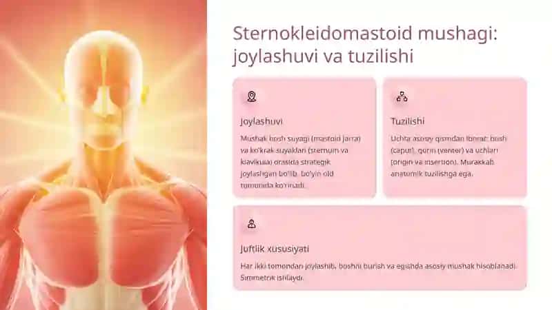 Bo'yin mushaklari: Sternokleidomastoid va Trapetsiya 3