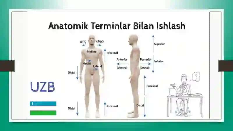 Lotin tilida anatomik atamalarning kelib chiqishi va ma’nosi. Klinik atamashunoslikda yunon tilining o‘rni 3