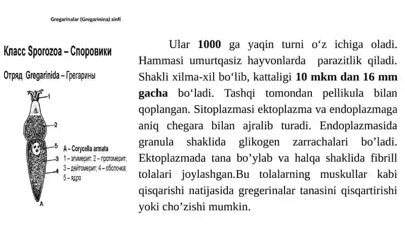 Apikompleksa (Apicomplexa) yoki Spora hosil qiluvchilar (Sporozoa) 3