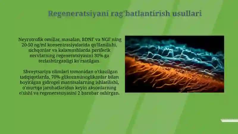 Nerv to'qimasining degenerizatsiyasi va regenerizatsiyasi mexanizmlari 3