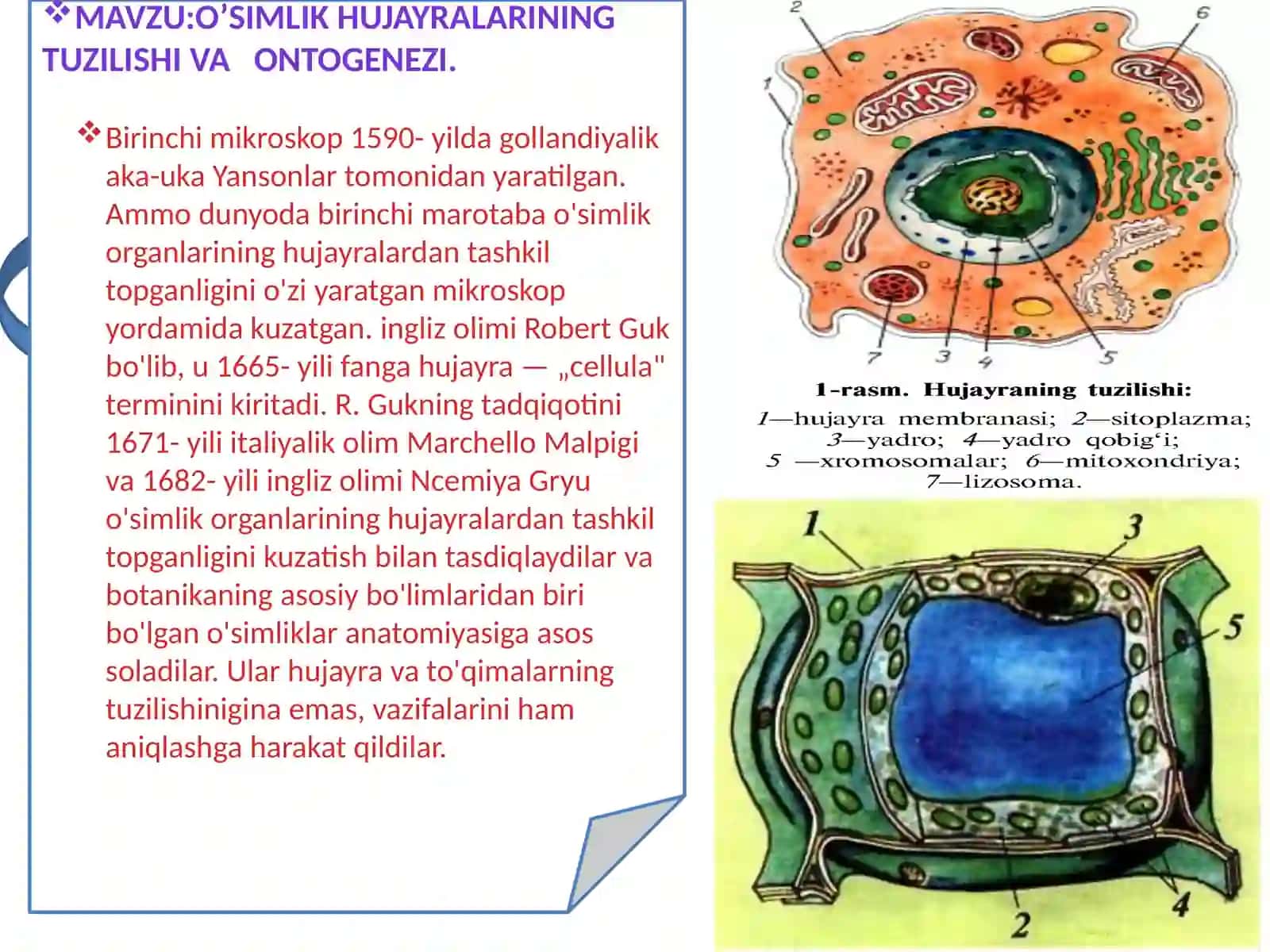 O’simlik hujayralarining tuzilishi va ontogenezi 3