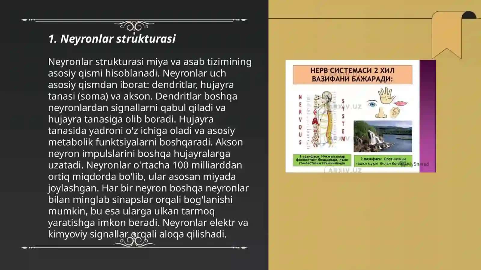 Nerv sistemasi gistologiyasi 3