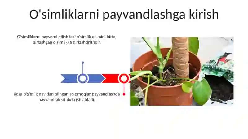 Oʻsimliklarni qalamcha payvand qilish 3