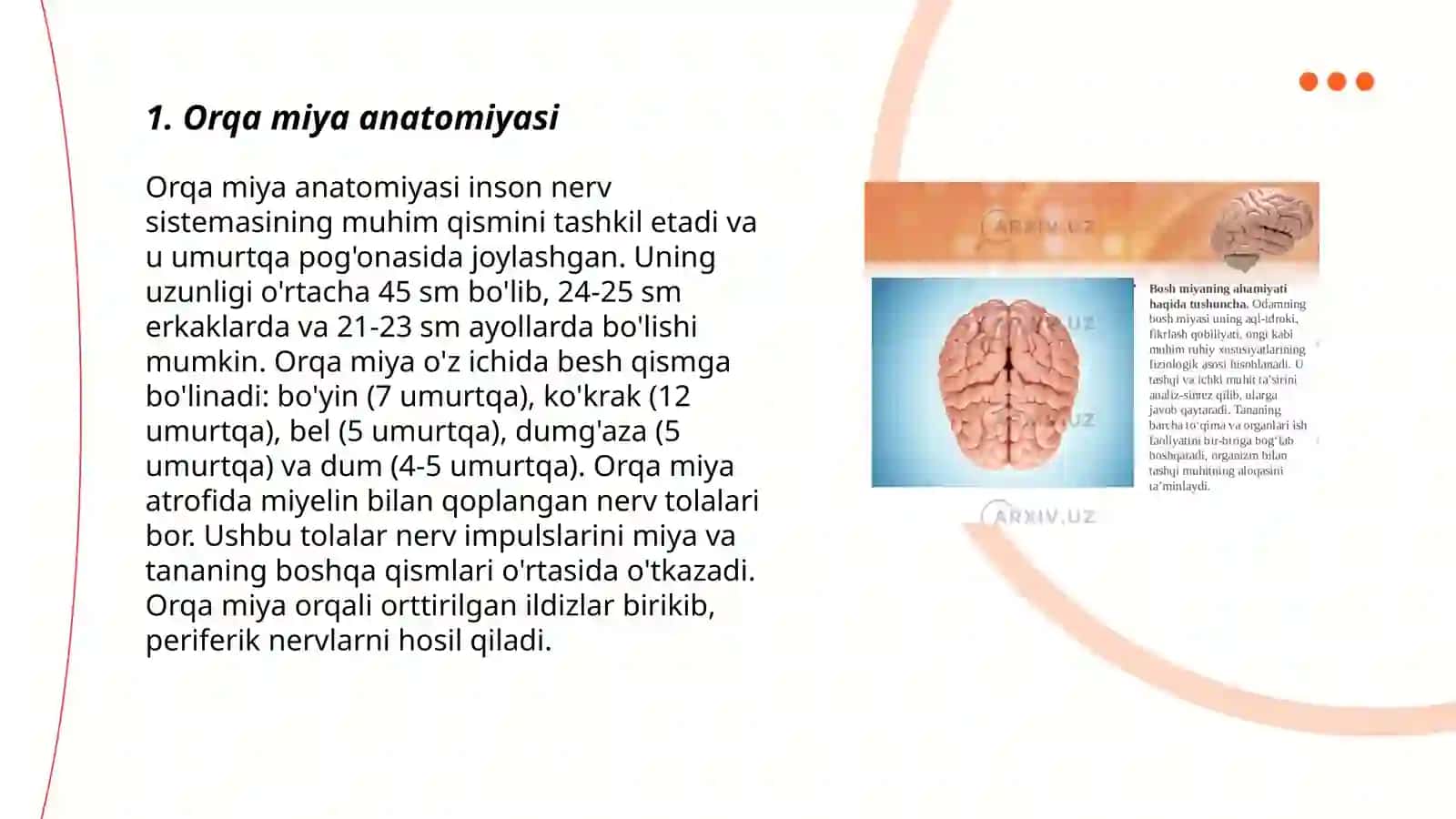 Orqa miya anatomiyasi 3