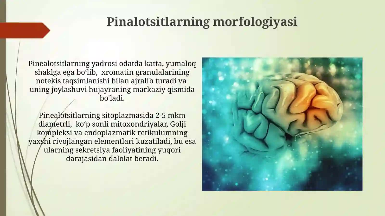 Epifizning ultrastrukturaviy tashkil etilishi va funktsiyalari. Gipotalamus neyrosekretsiyasi 3