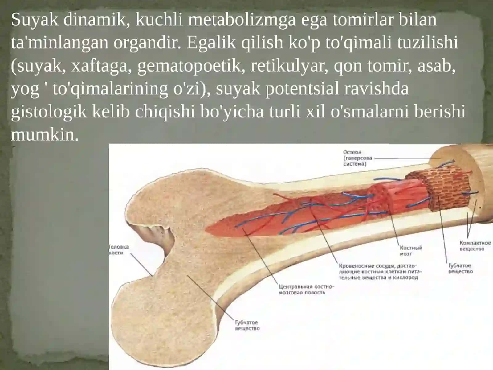 Harakat-tayanch tizimida og'riqli sindromi. Harakat-tayanch tizimida o'smalari 3