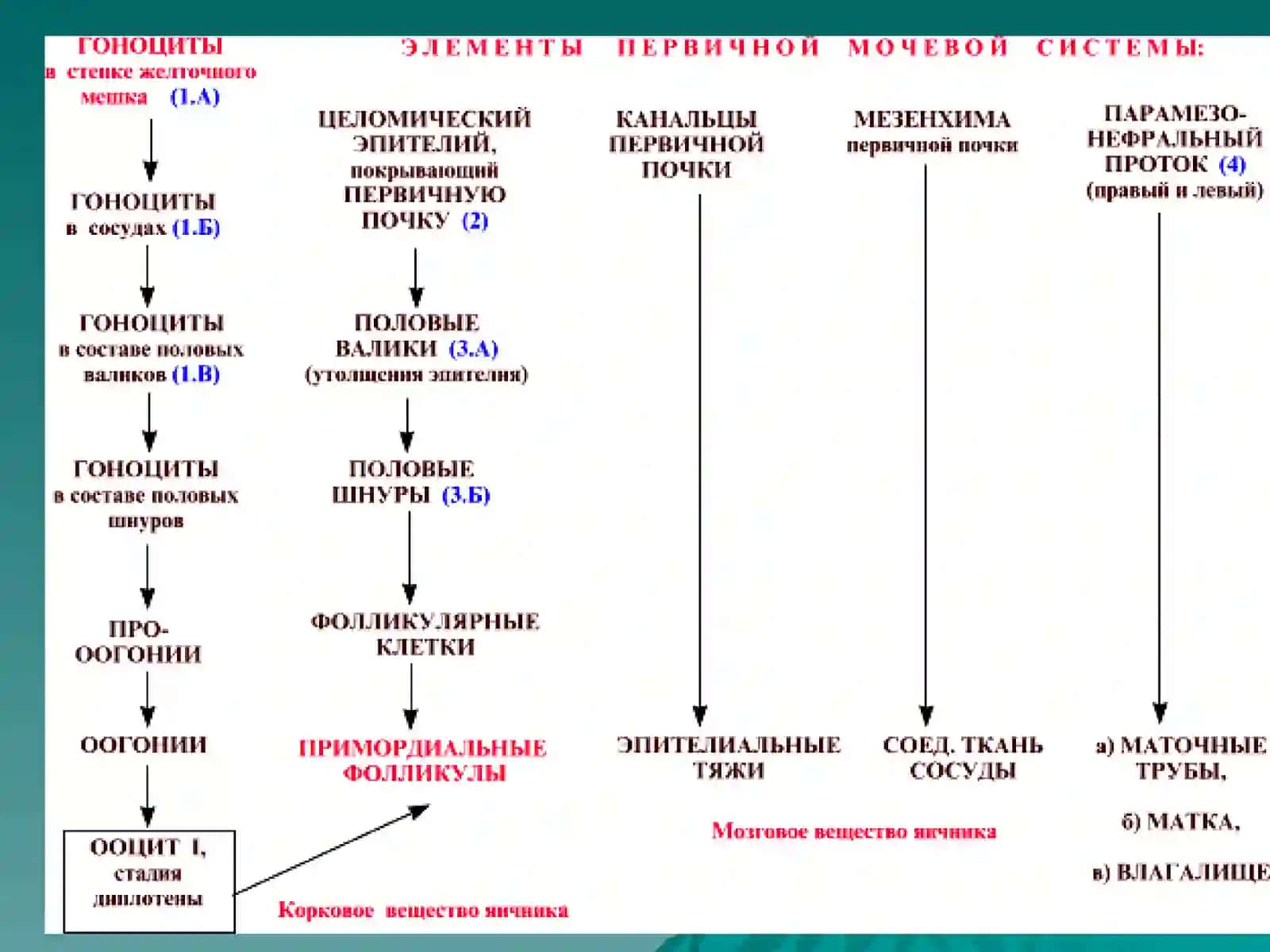 Женские половые органы 3