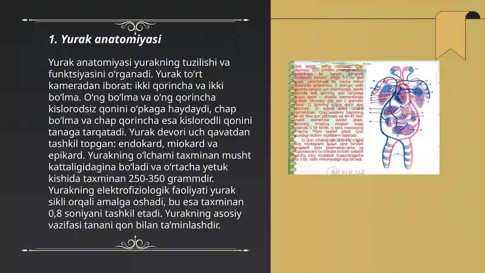 Yurak tashqi va ichki tuzilishi 3